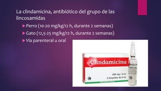 La clindamicina, antibiótico del grupo de las
lincosamidas
Perro (10-20 mg/kg/12 h, durante 2 semanas)
Gato (12,5-25 mg/kg/12 h, durante 2 semanas)
Vía parenteral u oral
 