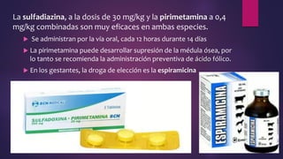 La sulfadiazina, a la dosis de 30 mg/kg y la pirimetamina a 0,4
mg/kg combinadas son muy eficaces en ambas especies.
 Se administran por la vía oral, cada 12 horas durante 14 días
 La pirimetamina puede desarrollar supresión de la médula ósea, por
lo tanto se recomienda la administración preventiva de ácido fólico.
 En los gestantes, la droga de elección es la espiramicina
 