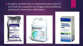  En gatos, también hay un tratamiento para evitar la
excreción de ooquistes con drogas anticoccidiósicas
(toltrazuril, monensina, sulfamidas).
 