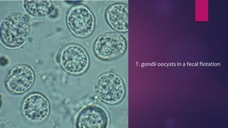 T. gondii oocysts in a fecal flotation
 