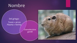 Nombre
Del griego:
Toxos » arcos
Plasma » forma
Ctenodactylus
gondii
 
