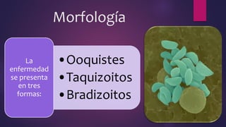 Morfología
•Ooquistes
•Taquizoitos
•Bradizoitos
La
enfermedad
se presenta
en tres
formas:
 