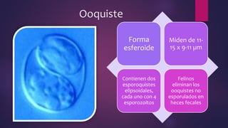 Ooquiste
Forma
esferoide
Miden de 11-
15 x 9-11 µm
Contienen dos
esporoquistes
elipsoidales,
cada uno con 4
esporozoitos
Felinos
eliminan los
ooquistes no
esporulados en
heces fecales
 