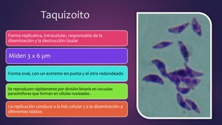 Taquizoito
Forma replicativa, intracelular, responsable de la
diseminación y la destrucción tisular
Miden 3 x 6 µm
Forma oval, con un extremo en punta y el otro redondeado
Se reproducen rápidamente por división binaria en vacuolas
parasitóforas que forman en células nucleadas.
La replicación conduce a la lisis celular y a la diseminación a
diferentes tejidos
 