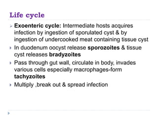 Life cycle
 Exoenteric cycle: Intermediate hosts acquires
infection by ingestion of sporulated cyst & by
ingestion of undercooked meat containing tissue cyst
 In duodenum oocyst release sporozoites & tissue
cyst releases bradyzoites
 Pass through gut wall, circulate in body, invades
various cells especially macrophages-form
tachyzoites
 Multiply ,break out & spread infection
 