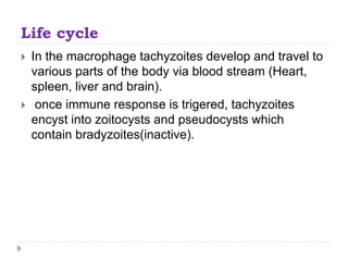 Life cycle
 In the macrophage tachyzoites develop and travel to
various parts of the body via blood stream (Heart,
spleen, liver and brain).
 once immune response is trigered, tachyzoites
encyst into zoitocysts and pseudocysts which
contain bradyzoites(inactive).
 