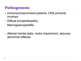 Pathogenesis
 Immunocompromised patients: CNS primarily
involved
• Diffuse encephalopathy
• Meningoencephalitis
• Altered mental state, motor impairment, seizures,
abnormal reflexes
 