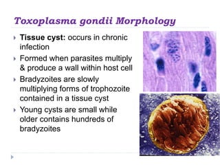 Toxoplasma gondii Morphology
 Tissue cyst: occurs in chronic
infection
 Formed when parasites multiply
& produce a wall within host cell
 Bradyzoites are slowly
multiplying forms of trophozoite
contained in a tissue cyst
 Young cysts are small while
older contains hundreds of
bradyzoites
 