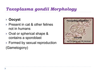 Toxoplasma gondii Morphology
 Oocyst
 Present in cat & other felines
not in humans
 Oval or spherical shape &
contains a sporoblast
 Formed by sexual reproduction
(Gametogony)
 