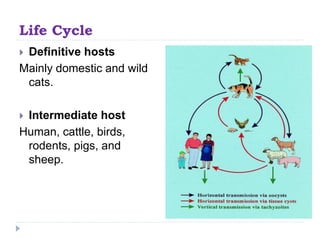 Life Cycle
 Definitive hosts
Mainly domestic and wild
cats.
 Intermediate host
Human, cattle, birds,
rodents, pigs, and
sheep.
 