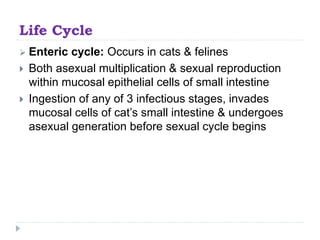 Life Cycle
 Enteric cycle: Occurs in cats & felines
 Both asexual multiplication & sexual reproduction
within mucosal epithelial cells of small intestine
 Ingestion of any of 3 infectious stages, invades
mucosal cells of cat’s small intestine & undergoes
asexual generation before sexual cycle begins
 