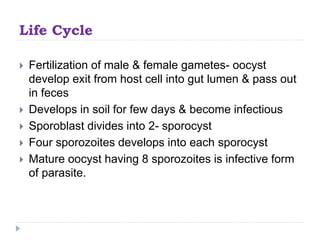 Life Cycle
 Fertilization of male & female gametes- oocyst
develop exit from host cell into gut lumen & pass out
in feces
 Develops in soil for few days & become infectious
 Sporoblast divides into 2- sporocyst
 Four sporozoites develops into each sporocyst
 Mature oocyst having 8 sporozoites is infective form
of parasite.
 
