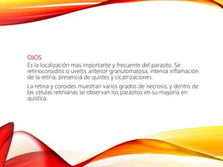 OJOS
Es la localización mas importante y frecuente del parasito. Se
retinocoroiditis o uveítis anterior granulomatosa, intensa inflamación
de la retina, presencia de quistes y cicatrizaciones.
La retina y coroides muestran varios grados de necrosis, y dentro de
las células retinianas se observan los parásitos en su mayoría en
quística.
 