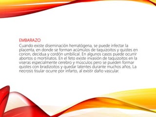 EMBARAZO
Cuando existe diseminación hematógena, se puede infectar la
placenta, en donde se forman acúmulos de taquizoitos y quistes en
corion, decidua y cordón umbilical. En algunos casos puede ocurrir
abortos o mortinatos. En el feto existe invasión de taquizoitos en la
viseras especialmente cerebro y músculos pero se pueden formar
quistes con bradizoitos y quedar latentes durante muchos años. La
necrosis tisular ocurre por infarto, al existir daño vascular.
 