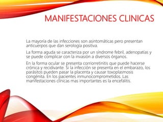MANIFESTACIONES CLINICAS
La mayoría de las infecciones son asintomáticas pero presentan
anticuerpos que dan serología positiva.
La forma aguda se caracteriza por un síndrome febril, adenopatías y
se puede complicar con la invasión a diversos órganos.
En la forma ocular se presenta corriorretinitis que puede hacerse
crónica y recidivante. Si la infección se presenta en el embarazo, los
parásitos pueden pasar la placenta y causar toxoplasmosis
congénita. En los pacientes inmunocomprometidos. Las
manifestaciones clínicas mas importantes es la encefalitis.
 