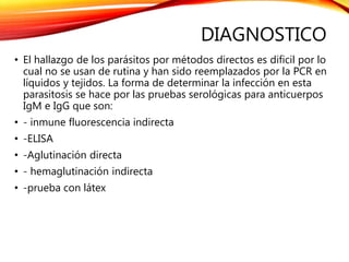 DIAGNOSTICO
• El hallazgo de los parásitos por métodos directos es dificil por lo
cual no se usan de rutina y han sido reemplazados por la PCR en
líquidos y tejidos. La forma de determinar la infección en esta
parasitosis se hace por las pruebas serológicas para anticuerpos
IgM e IgG que son:
• - inmune fluorescencia indirecta
• -ELISA
• -Aglutinación directa
• - hemaglutinación indirecta
• -prueba con látex
 