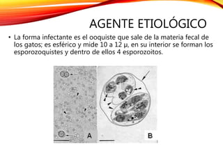 AGENTE ETIOLÓGICO
• La forma infectante es el ooquiste que sale de la materia fecal de
los gatos; es esférico y mide 10 a 12 µ, en su interior se forman los
esporozoquistes y dentro de ellos 4 esporozoitos.
 
