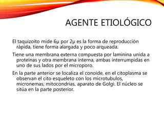 AGENTE ETIOLÓGICO
El taquizoito mide 6µ por 2µ es la forma de reproducción
rápida, tiene forma alargada y poco arqueada.
Tiene una membrana externa compuesta por laminina unida a
proteínas y otra membrana interna, ambas interrumpidas en
uno de sus lados por el microporo.
En la parte anterior se localiza el conoide, en el citoplasma se
observan el cito esqueleto con los microtubulos,
micronemas, mitocondrias, aparato de Golgi. El núcleo se
sitúa en la parte posterior.
 