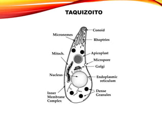 TAQUIZOITO
 
