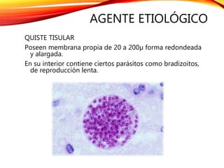 AGENTE ETIOLÓGICO
QUISTE TISULAR
Poseen membrana propia de 20 a 200µ forma redondeada
y alargada.
En su interior contiene ciertos parásitos como bradizoitos,
de reproducción lenta.
 
