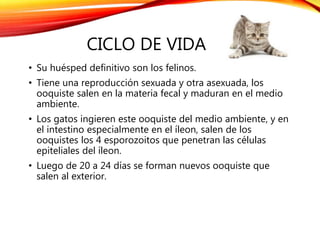 CICLO DE VIDA
• Su huésped definitivo son los felinos.
• Tiene una reproducción sexuada y otra asexuada, los
ooquiste salen en la materia fecal y maduran en el medio
ambiente.
• Los gatos ingieren este ooquiste del medio ambiente, y en
el intestino especialmente en el íleon, salen de los
ooquistes los 4 esporozoitos que penetran las células
epiteliales del íleon.
• Luego de 20 a 24 días se forman nuevos ooquiste que
salen al exterior.
 