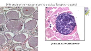 Diferencia entre Neospora bovina y quiste Toxoplasma gondii
 