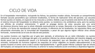 CICLO DE VIDA
En el hospedador intermediario, incluyendo los felinos, los parásitos invaden células, formando un compartimento
llamado vacuola parasitófora que contienen bradizoitos, la forma de replicación lenta del parásito. Las vacuolas
forman quistes en tejidos, en especial en los músculos y cerebro. Debido a que el parásito está dentro de las células,
el sistema inmune del hospedador no detecta estos quistes. La resistencia a los antibióticos varía, pero los quistes
son difíciles de erradicar enteramente. T. gondii se propaga dentro de estas vacuolas por una serie
de divisiones binarias hasta que la célula infestada eventualmente se rompe, liberando a los taquizoitos. Éstos son
motiles, y la forma de reproducción asexual del parásito. A diferencia de los bradizoitos, los taquizoitos libres son
eficazmente eliminados por la inmunidad del hospedador, a pesar de que algunos logran infectar otras células
formando , manteniendo así el ciclo de vida de este parásito.
Los quistes tisulares son ingeridos por el gato (por ejemplo, al alimentarse de un ratón infectado). Los quistes
sobreviven el paso por el estómago del gato y los parásitos infectan las células epiteliales del intestino delgado en
donde pasan por la reproducción sexual y la formación de ooquistes], que son liberados con las heces. Otros
animales, incluyendo los humanos ingieren los ooquistes (al comer vegetales no lavados adecuadamente) o los
quistes tisulares al comer carne cruda o cocida inapropiadamente. T. gondii puede infectar cualquier tipo de células
del huésped, con excepción de los eritrocitos; lo anterior lo realiza mediante acción enzimática o dejándose fagocitar.
 