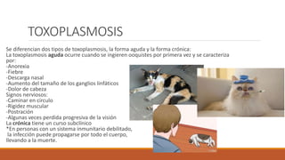 TOXOPLASMOSIS
Se diferencian dos tipos de toxoplasmosis, la forma aguda y la forma crónica:
La toxoplasmosis aguda ocurre cuando se ingieren ooquistes por primera vez y se caracteriza
por:
-Anorexia
-Fiebre
-Descarga nasal
-Aumento del tamaño de los ganglios linfáticos
-Dolor de cabeza
Signos nerviosos:
-Caminar en circulo
-Rigidez muscular
-Postración
-Algunas veces perdida progresiva de la visión
La crónica tiene un curso subclínico
*En personas con un sistema inmunitario debilitado,
la infección puede propagarse por todo el cuerpo,
llevando a la muerte.
 