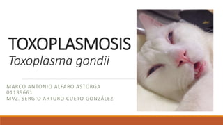 TOXOPLASMOSIS
Toxoplasma gondii
MARCO ANTONIO ALFARO ASTORGA
01139661
MVZ. SERGIO ARTURO CUETO GONZÁLEZ
 