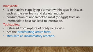 Bradyzoite:
• is an inactive stage lying dormant within cysts in tissues
such as the eye, brain and skeletal muscle
• consumption of undercooked meat (or eggs) from an
intermediate host can lead to infestation.
Tachyzoites:
• Released from rupture of Bradyzoite cysts
• Are the proliferating active form
• stimulate an inﬂammatory reaction.
 