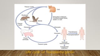 Life cycle of Toxoplasma gondii
 