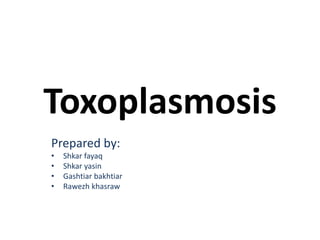 Toxoplasmosis
Prepared by:
• Shkar fayaq
• Shkar yasin
• Gashtiar bakhtiar
• Rawezh khasraw
 