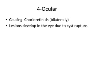 Toxoplasmosis Slide 12