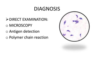 Toxoplasmosis Slide 17