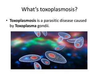 Toxoplasmosis Slide 3