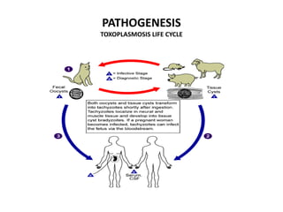 PATHOGENESIS
TOXOPLASMOSIS LIFE CYCLE
 