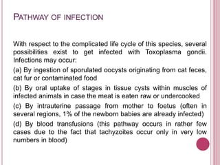 PATHWAY OF INFECTION
With respect to the complicated life cycle of this species, several
possibilities exist to get infected with Toxoplasma gondii.
Infections may occur:
(a) By ingestion of sporulated oocysts originating from cat feces,
cat fur or contaminated food
(b) By oral uptake of stages in tissue cysts within muscles of
infected animals in case the meat is eaten raw or undercooked
(c) By intrauterine passage from mother to foetus (often in
several regions, 1% of the newborn babies are already infected)
(d) By blood transfusions (this pathway occurs in rather few
cases due to the fact that tachyzoites occur only in very low
numbers in blood)
 