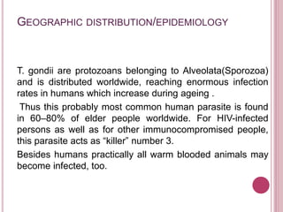 GEOGRAPHIC DISTRIBUTION/EPIDEMIOLOGY
T. gondii are protozoans belonging to Alveolata(Sporozoa)
and is distributed worldwide, reaching enormous infection
rates in humans which increase during ageing .
Thus this probably most common human parasite is found
in 60–80% of elder people worldwide. For HIV-infected
persons as well as for other immunocompromised people,
this parasite acts as “killer” number 3.
Besides humans practically all warm blooded animals may
become infected, too.
 