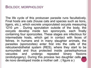 BIOLOGY, MORPHOLOGY
The life cycle of this protozoan parasite runs facultatively.
Final hosts are cats (house cats and species such as lions,
tigers, etc.), which excrete unsporulated oocysts measuring
1210 μm . During sporulation outside of the body, the
oocysts develop inside two sporocysts, each finally
containing four sporozoites. These stages are infectious for
intermediate hosts, which get in contact with feces of
felines. In humans and in many slaughter animals, the
parasites (sporozoites) enter first into the cells of the
reticuloendothelial system (RES), where they start to be
surrounded and thus protected inside parasitophorous
vacuoles and undergo repeated binary fissions
(endodyogeny). During this process two daughter cells are
de novo developed inside a mother cell . ( figure a )
 