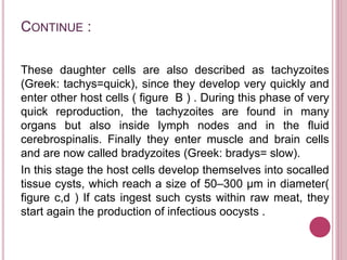 CONTINUE :
These daughter cells are also described as tachyzoites
(Greek: tachys=quick), since they develop very quickly and
enter other host cells ( figure B ) . During this phase of very
quick reproduction, the tachyzoites are found in many
organs but also inside lymph nodes and in the fluid
cerebrospinalis. Finally they enter muscle and brain cells
and are now called bradyzoites (Greek: bradys= slow).
In this stage the host cells develop themselves into socalled
tissue cysts, which reach a size of 50–300 μm in diameter(
figure c,d ) If cats ingest such cysts within raw meat, they
start again the production of infectious oocysts .
 
