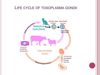 LIFE CYCLE OF TOXOPLASMA GONDII
 