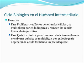 Ciclo Biológico en el Huésped intermediario
Hombre
Fase Proliferartiva: Zoítos penetran las células , se
multiplican por endodiogenia y rompen las células
liberando taquizoítos.
Fase Quística: Zoítos penetran una célula formando una
membrana quística se multiplican por endodiogenia
degeneran la célula formando un pseudoquiste.
 