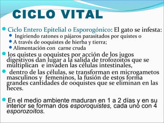 CICLO VITAL
Ciclo Entero Epitelial o Esporogónico: El gato se infesta:
 Ingiriendo ratones o pájaros parasitados por quistes o
A través de ooquistes de hierba y tierra;
Alimentación con carne cruda
los quistes u ooquistes por acción de los jugos
digestivos dan lugar a la salida de trofozoitos que se
multiplican e invaden las células intestinales,
 dentro de las células, se transforman en microgametos
masculinos y femeninos, la fusión de estos forma
grandes cantidades de ooquistes que se eliminan en las
heces.
En el medio ambiente maduran en 1 a 2 días y en su
interior se forman dos esporoquistes, cada uno con 4
esporozoítos.
 