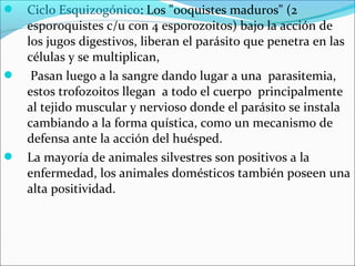 Ciclo Esquizogónico: Los "ooquistes maduros" (2
esporoquistes c/u con 4 esporozoitos) bajo la acción de
los jugos digestivos, liberan el parásito que penetra en las
células y se multiplican,
 Pasan luego a la sangre dando lugar a una parasitemia,
estos trofozoitos llegan a todo el cuerpo principalmente
al tejido muscular y nervioso donde el parásito se instala
cambiando a la forma quística, como un mecanismo de
defensa ante la acción del huésped.
 La mayoría de animales silvestres son positivos a la
enfermedad, los animales domésticos también poseen una
alta positividad.
 