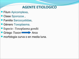 AGENTE ETIOLOGICO
Filum Apicomplexa,
Clase Sporozoa ,
Familia Sarcocystidae,
Género Toxoplasma.
Especie : Toxoplasma gondii
Griego Toxon Arco
morfología curva o en media luna.
 