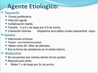 Agente Etiologico:
Taquizoíto
 Forma proliferativa
infección aguda
multiplicación rápida.
Tamaño 4 a 6 u de largo por 2-3 de ancho.
Coloración Giemsa citoplasma azul pálido núcleo paracentral rojizo.
Quistes
Infecciones crónicas
 Poseen una membrana propia
 Miden entre 20- 200u de diámetro.
Son la forma de resistencia en el medio interno.
 Bradizoitos
Se encuentran por cientos dentro de los quistes
Reproducción lenta
 Miden 7 u de largo por 2u de ancho.
 