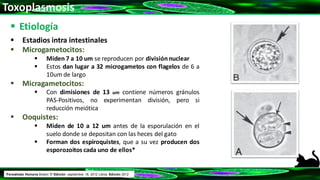 Toxoplasmosis
 Etiología
 Estadios intra intestinales
 Microgametocitos:
 Miden 7 a 10 um se reproducen por divisiónnuclear
 Estos dan lugar a 32 microgametos con flagelos de 6 a
10um de largo
 Micragametocitos:
 Con dimisiones de 13 um contiene números gránulos
PAS-Positivos, no experimentan división, pero si
reducción meiótica
 Ooquistes:
 Miden de 10 a 12 um antes de la esporulación en el
suelo donde se depositan con las heces del gato
 Forman dos espiroquistes, que a su vez producen dos
esporozoitos cada uno de ellos*
Parasitosis Humana Botero 5ª Edición. septiembre 18, 2012 Libros Edición 2012
 