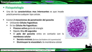 Toxoplasmosis
 Fisiopatología
 Una de las características mas interesantes es que invade
prácticamente cualquier tipo celular.
 Existen 2 mecanismos de penetración del parasito
 Utilizando Células Fagociticas
 En las Células No Fagociticas:
 Proceso activo gasto de energía
 Rápido 15 a 40 segundos
 El polo del parasito entra en contacto con la
membrana celular
 Secreta enzimas (factores facilitadores de la penetración)
 Disminuyen la viscosidad e la membrana celular
Mandell, Douglas y Bennett: Principios y Práctica de las Enfermedades Infecciosas. 8° edición. Editorial Elsevier. 2015.
 