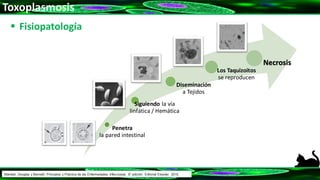 Toxoplasmosis
 Fisiopatología
Penetra
la pared intestinal
Siguiendo la vía
linfática / Hemática
Diseminación
a Tejidos
Los Taquizoitos
se reproducen
Necrosis
Mandell, Douglas y Bennett: Principios y Práctica de las Enfermedades Infecciosas. 8° edición. Editorial Elsevier. 2015.
 