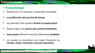 Toxoplasmosis
 Después de 1 a 2 semanas, se desarrolla inmunidad
 La proliferación del parasito disminuye
 Los parásitos intra celulares forman su propia pared
 Dando origen a los quistes que contiene bradizoítos
 Estos quistes NO tiene reacción inflamatoria alrededor
 Los quistes se encuentran con mayor frecuencia en
Cerebro, retina, miocardio, músculo esquelético.
 Fisiopatología
Mandell, Douglas y Bennett: Principios y Práctica de las Enfermedades Infecciosas. 8° edición. Editorial Elsevier. 2015.
 